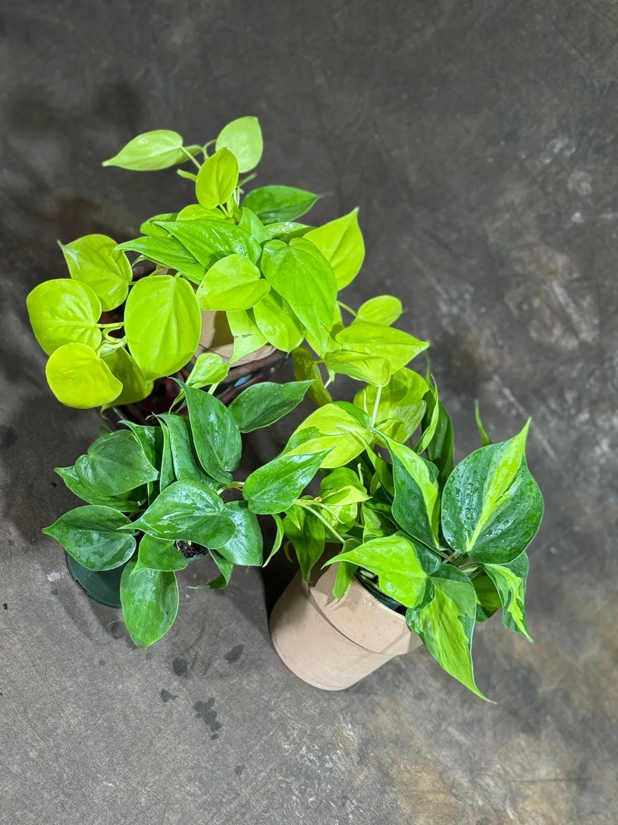 Set of 3 Philodendron Live Plants 4" Nursery Pot - Brazil, Jade, Lemon Lime Indoor Houseplant - Image 6