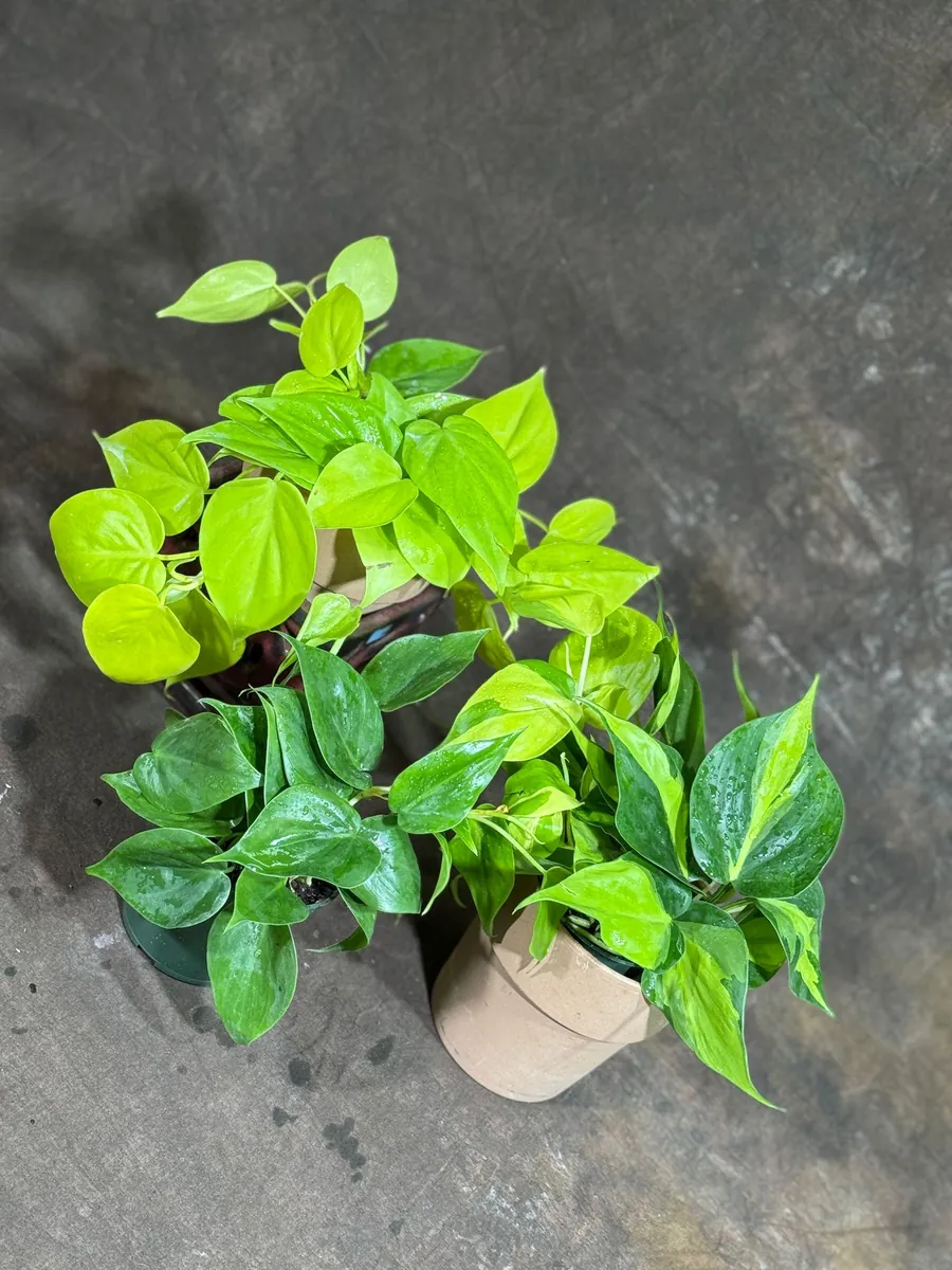 Set of 3 Philodendron Live Plants 4" Nursery Pot - Brazil, Jade, Lemon Lime Indoor Houseplant - Image 7