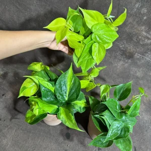 Set of 3 Philodendron Live Plants in 4