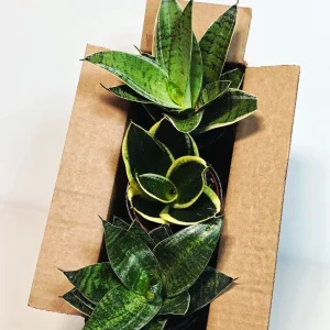Set of 3 Sansevieria Assorted Live Plants 4" Pots - Easy Care Indoor Snake Plants - Image 2