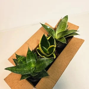 Set of 3 Sansevieria Assorted Live Plants 4