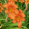 Set of 3 Wild Daylily Bare Roots – Hemerocallis fulva – Hardy Perennial Flower for Garden - Image 1