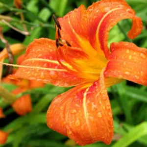 Set of 3 Wild Daylily Bare Roots – Hemerocallis fulva – Hardy Perennial Flower for Garden - Image 2