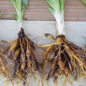 Set of 3 Wild Daylily Bare Roots – Hemerocallis fulva – Hardy Perennial Flower for Garden - Image 3