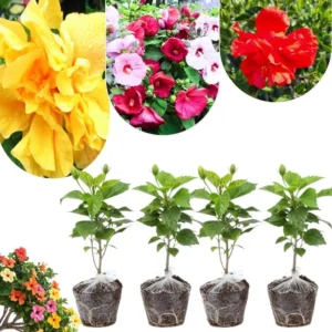 Set of 4 Deep Red Hibiscus Plants Live, Tropical Flowering Shrub, 4-8