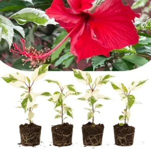 Set of 4 Deep Red Hibiscus Plants Live, Tropical Flowering Shrub, 4-8" Tall, Cold Hardy - Image 1