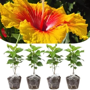 Set of 4 Deep Red Hibiscus Plants Live, Tropical Flowering Shrub, 4-8