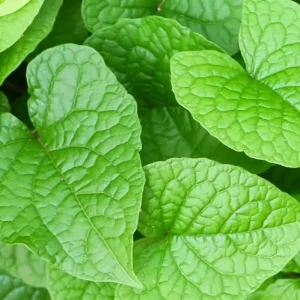 Set of 4 Mexican Creeper Live Plants - 4-6