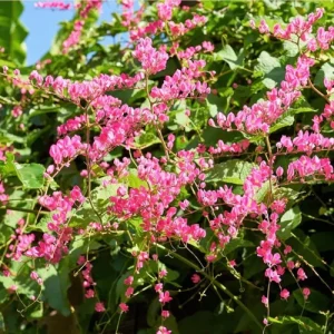 Set of 4 Mexican Creeper Live Plants - 4-6" Tall Pink Flowering Vine, Antigonon leptopus, Outdoor - Image 1
