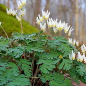Set of 5 Dutchman’s Breeches Bulbs - Dicentra cucullaria - Bare Root Spring Wildflower for Shade Gardens - Image 2