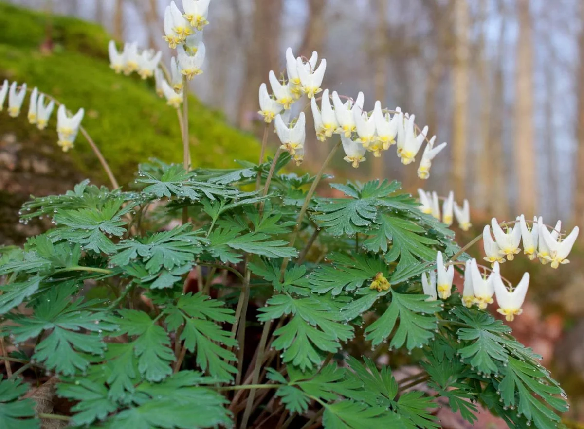 Set of 5 Dutchman’s Breeches Bulbs - Dicentra cucullaria - Bare Root Spring Wildflower for Shade Gardens - Image 2