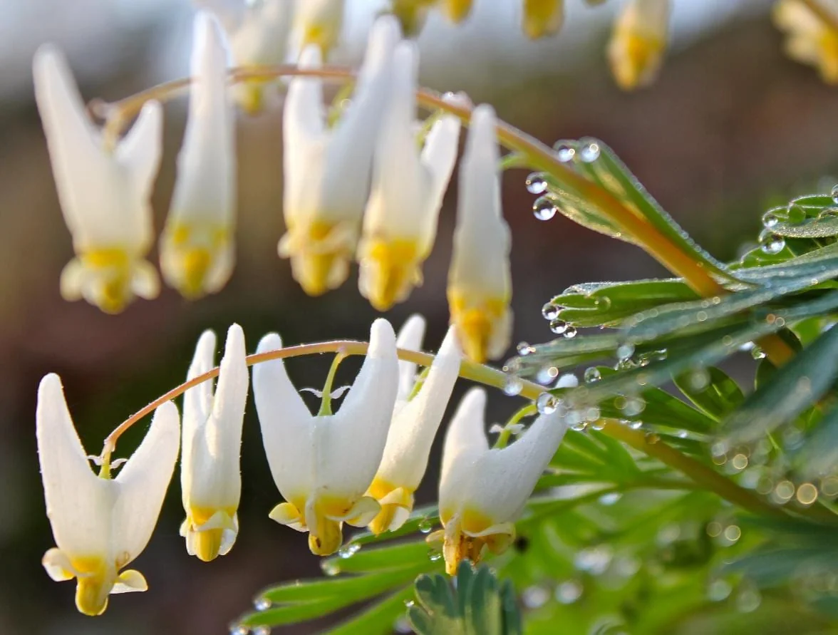 Set of 5 Dutchman’s Breeches Bulbs - Dicentra cucullaria - Bare Root Spring Wildflower for Shade Gardens - Image 3
