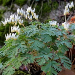 Set of 5 Dutchman’s Breeches Bulbs - Dicentra cucullaria - Bare Root Spring Wildflower for Shade Gardens - Image 6