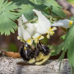 Set of 5 Dutchman’s Breeches Bulbs - Dicentra cucullaria - Bare Root Spring Wildflower for Shade Gardens - Image 8