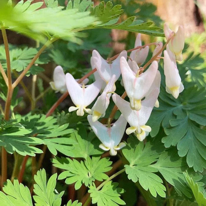Set of 5 Dutchman’s Breeches Bulbs - Dicentra cucullaria - Bare Root Spring Wildflower for Shade Gardens - Image 1
