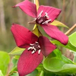 Set of 5 Red Trillium Bulbs - Trillium erectum - Wood Lily Wildflower - Image 2