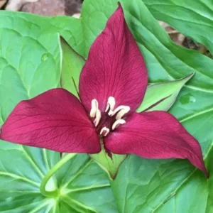 Set of 5 Red Trillium Bulbs - Trillium erectum - Wood Lily Wildflower - Image 3