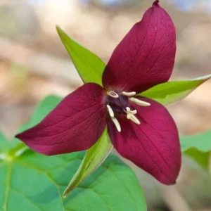 Set of 5 Red Trillium Bulbs - Trillium erectum - Wood Lily Wildflower - Image 1