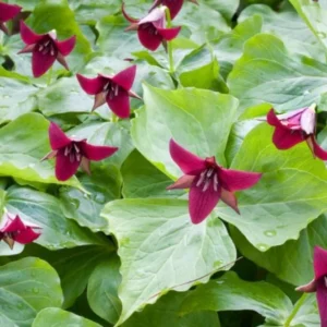 Set of 5 Red Trillium Bulbs - Trillium erectum - Wood Lily Wildflower - Image 5