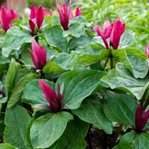 Set of 5 Red Trillium Bulbs - Trillium erectum - Wood Lily Wildflower - Image 6