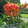 Set of 5 Turks Cap Lily Bulbs - Lilium superbum - Hardy Perennial Orange Blooms - Image 1
