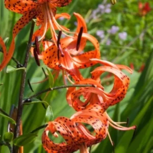 Set of 5 Turks Cap Lily Bulbs - Lilium superbum - Hardy Perennial Orange Blooms - Image 3