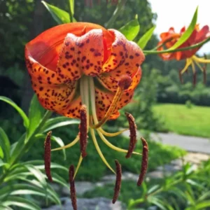 Set of 5 Turks Cap Lily Bulbs - Lilium superbum - Hardy Perennial Orange Blooms - Image 1