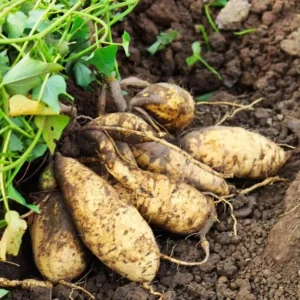Set of 5 White Sweet Potato Live Plant Slips with Pot - Ready to Plant in Garden - Image 2