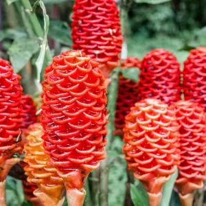 Shampoo Ginger Plant Rhizomes - Awapuhi Zingiber zerumbet Live Roots for Garden or Container, Indoor/Outdoor - Image 1