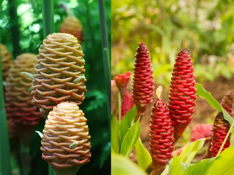 Shampoo Ginger Plant Rhizomes - Awapuhi Zingiber Live Roots