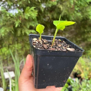 Shampoo Ginger Plant Rhizomes - Awapuhi Zingiber zerumbet Live Roots for Garden or Container, Indoor/Outdoor - Image 9