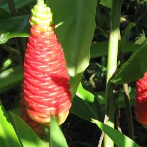 Shampoo Ginger Roots – Set of 5 Healthy Planting Rhizomes – Zingiber Zerumbet – Tropical Perennial Bare Root - Image 2