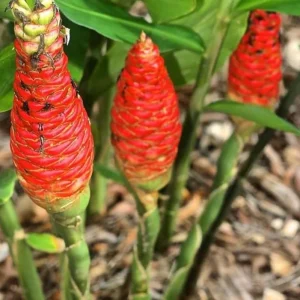 Shampoo Ginger Roots – Set of 5 Healthy Planting Rhizomes – Zingiber Zerumbet – Tropical Perennial Bare Root - Image 3