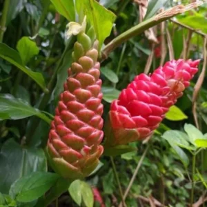 Shampoo Ginger Roots – Set of 5 Healthy Planting Rhizomes – Zingiber Zerumbet – Tropical Perennial Bare Root - Image 4