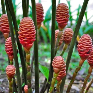 Shampoo Ginger Roots – Set of 5 Healthy Planting Rhizomes – Zingiber Zerumbet – Tropical Perennial Bare Root - Image 5