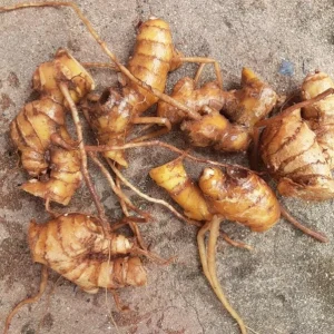 Shampoo Ginger Roots – Set of 5 Healthy Planting Rhizomes – Zingiber Zerumbet – Tropical Perennial Bare Root - Image 6