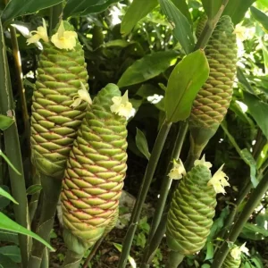 Shampoo Ginger Roots – Set of 5 Healthy Planting Rhizomes – Zingiber Zerumbet – Tropical Perennial Bare Root - Image 7