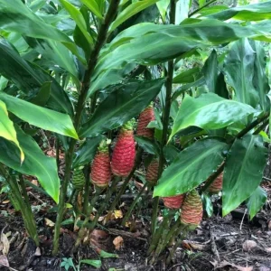 Shampoo Ginger Roots – Set of 5 Healthy Planting Rhizomes – Zingiber Zerumbet – Tropical Perennial Bare Root - Image 9