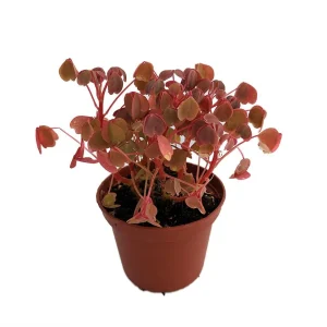 Shamrock Plant Oxalis Triangularis Live Plant – Bronze Foliage – 3.7 in Pot – Indoor/Outdoor - Image 2