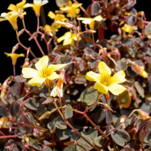 Shamrock Plant Oxalis Triangularis Live Plant – Bronze Foliage – 3.7 in Pot – Indoor/Outdoor - Image 3