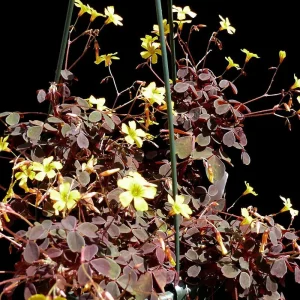 Shamrock Plant Oxalis Triangularis Live Plant – Bronze Foliage – 3.7 in Pot – Indoor/Outdoor - Image 6