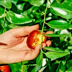 Shanxi Li Jujube Chinese Date Tree Live Plant or Seeds – Edible Fruit - Image 4