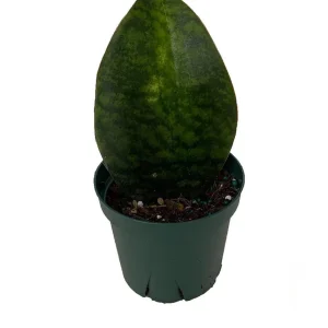 Shark Fin Snake Plant Live Plant – Sansevieria masoniana – 5 inch Pot – Indoor - Image 1