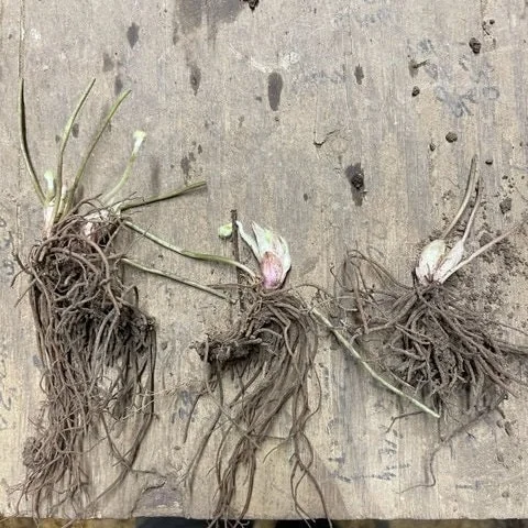 Sharp-Lobed Hepatica Live Plant – Perennial, Bare Root, Zones 4-8, Partial to Full Shade - Image 2