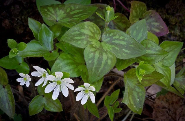 Sharp-Lobed Hepatica Live Plant – Perennial, Bare Root, Zones 4-8, Partial to Full Shade - Image 3