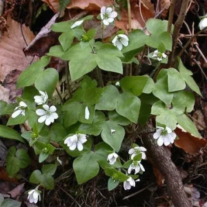 Sharp-Lobed Hepatica Live Plant – Perennial, Bare Root, Zones 4-8, Partial to Full Shade - Image 1