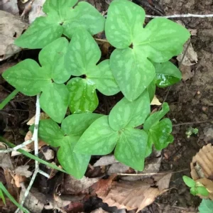 Sharp-Lobed Hepatica Live Plant – Perennial, Bare Root, Zones 4-8, Partial to Full Shade - Image 5