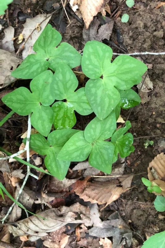 Sharp-Lobed Hepatica Live Plant – Perennial, Bare Root, Zones 4-8, Partial to Full Shade - Image 5