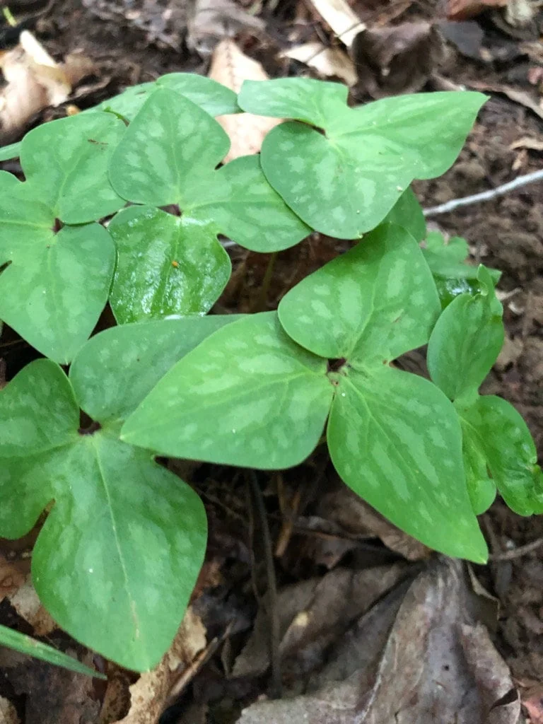 Sharp-Lobed Hepatica Live Plant – Perennial, Bare Root, Zones 4-8, Partial to Full Shade - Image 6
