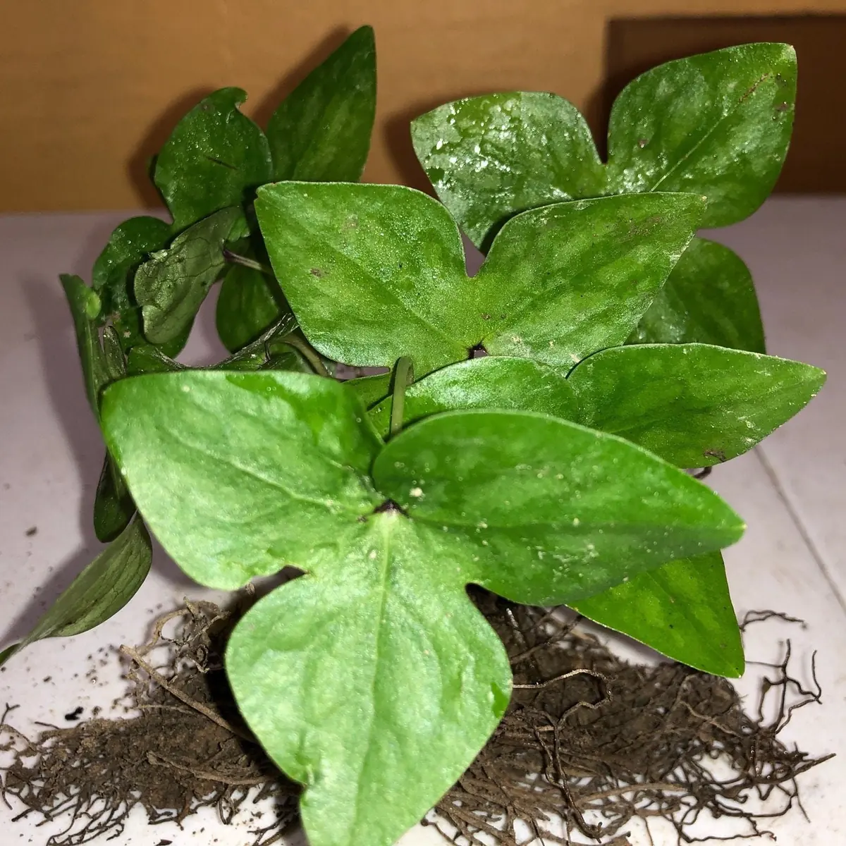 Sharp-Lobed Hepatica Live Plant – Perennial, Bare Root, Zones 4-8, Partial to Full Shade - Image 7